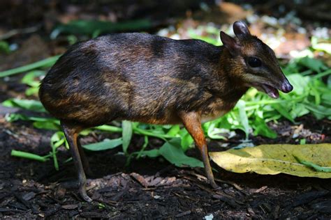 22 Wild Animals in the Philippines [Wildlife in the Philippines].